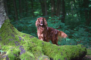 Irish Setter